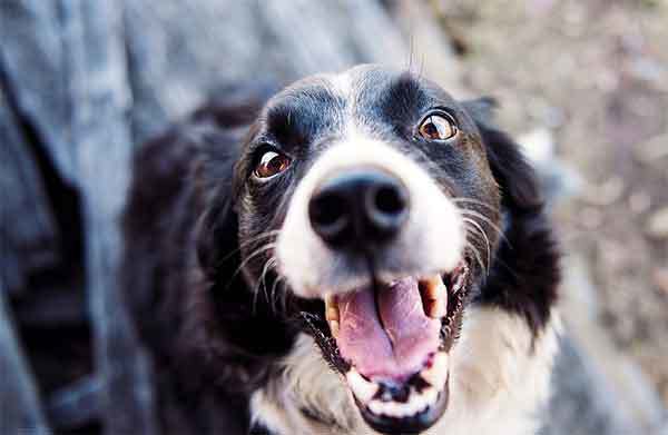 5 Tips to Keep your Dog’s Teeth Healthy