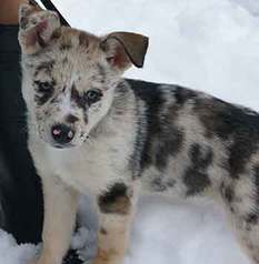 Is It Really A Good Idea To Create A Catahoula Husky Mix?