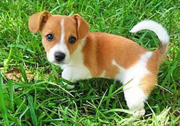 chihuahua cross jack russell dog