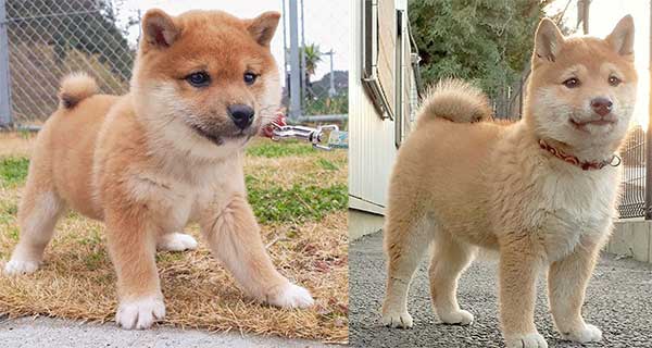 Mini Shiba Inu Puppies For Sale Goldenacresdogs Com
