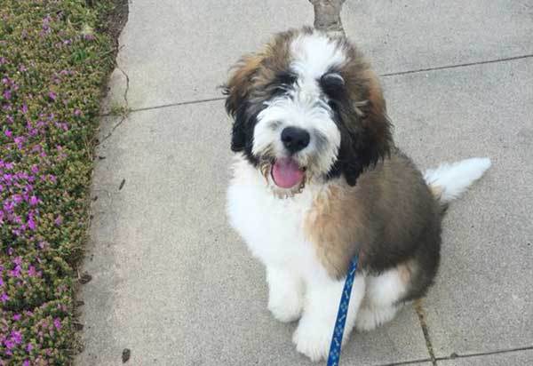 st bernard poodle mix puppies