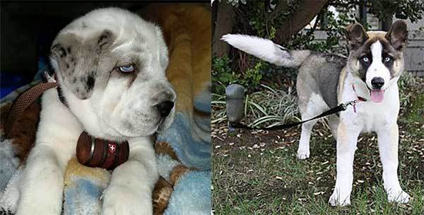 saint bernard husky mix