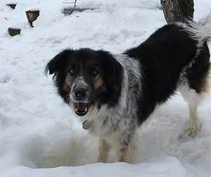 Why The Border Collie St Bernard Mix Is A Great Family And Working Dog?