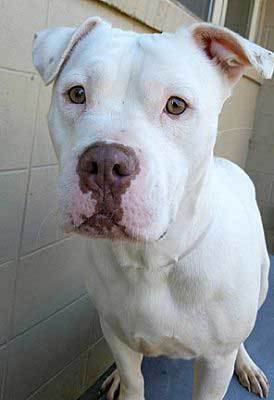 pitbull american bulldog mix dog