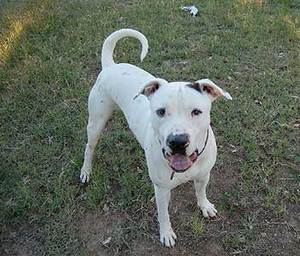 Introducing The Bullypit - An American Bulldog Pitbull Mix