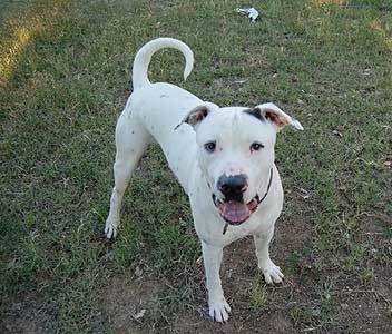 american bulldog pitbull mix temperament