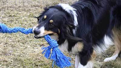 Aussie border collie mix