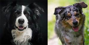 Border Collie Vs Australian Shepherd Comparison