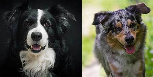 australian shepherd border collie comparision