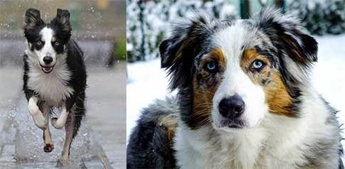 Border Collie Vs Australian Shepherd Comparison