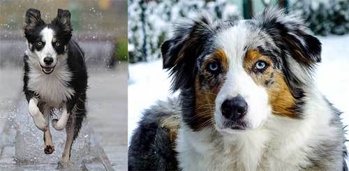 difference between border collie and Australian shepherd