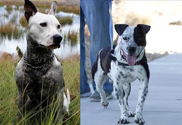 pitbull and blue heeler