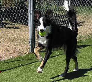 border aussie