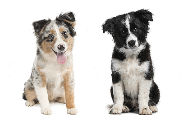 24+ Easy Short Hair Border Collie Mix New Hairstyle for