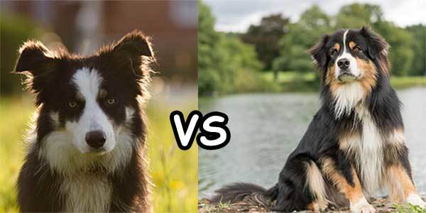Border Collie Vs Australian Shepherd Comparison