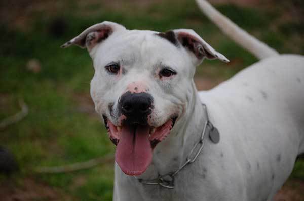 blue nose pitbull mixed with bulldog