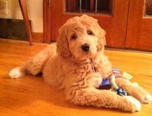All About The Cute, Affectionate Pyredoodle