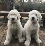 All About The Cute, Affectionate Pyredoodle