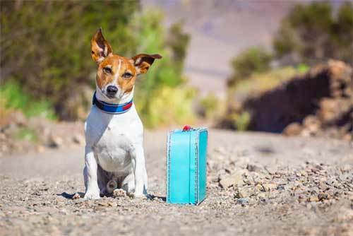 travel tips with dog