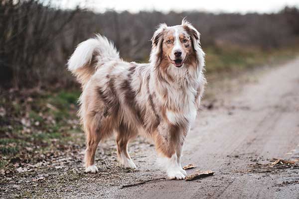 The history of The Australian Shepherd