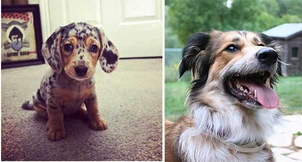 border collie and dachshund mix