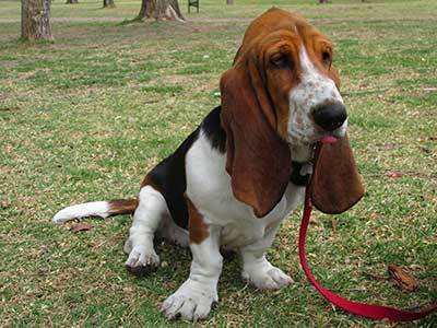 Basset Hound dog history