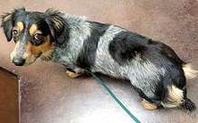 The Australian Shepherd Dachshund Mix: Facts/Information