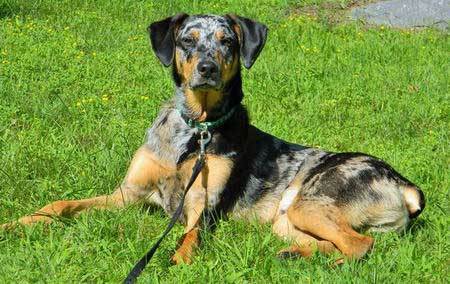 doberman aussie mix guide