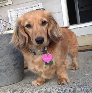 Golden retriever and hot sale weiner dog mix