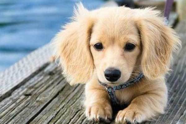 Golden Retriever Dachshund Mix Golden Dox A Complete Guide