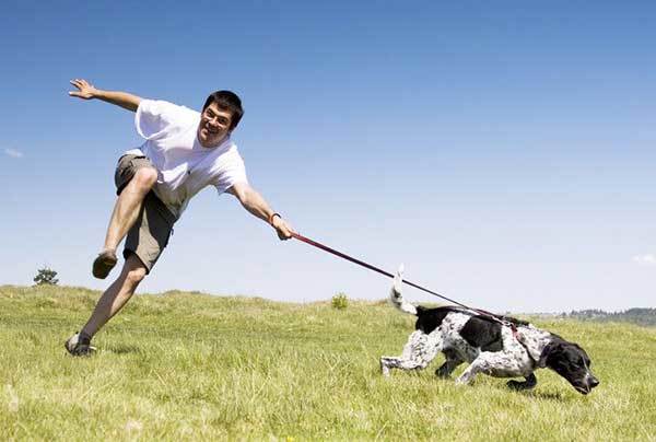 How to Stop a Dog from Pulling On Leash