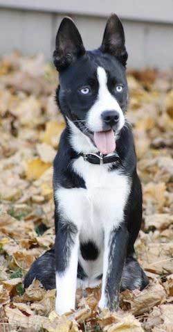 The Quirks And Difficulties Of A Boston Terrier Husky Mix
