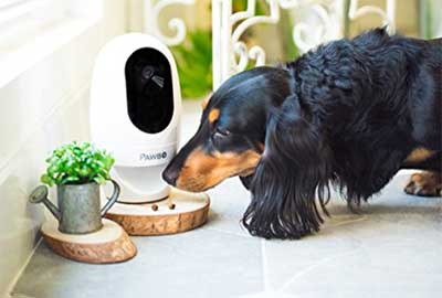 pawbo pet camera