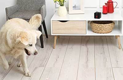 petcube interactive camera