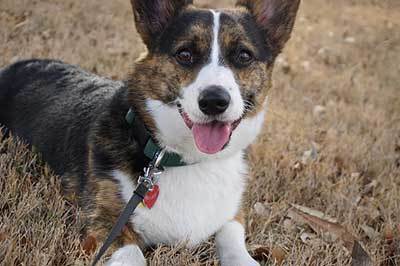 corgi dog breed