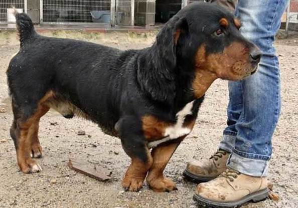 All About The Basset Hound Rottweiler Mix