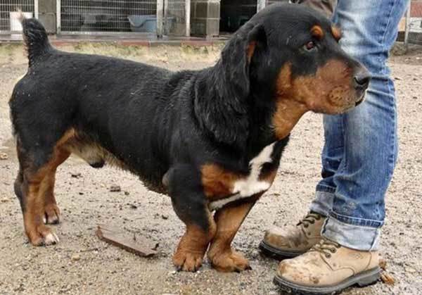 rottweiler and basset hound mix