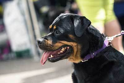 rottweiler dog history