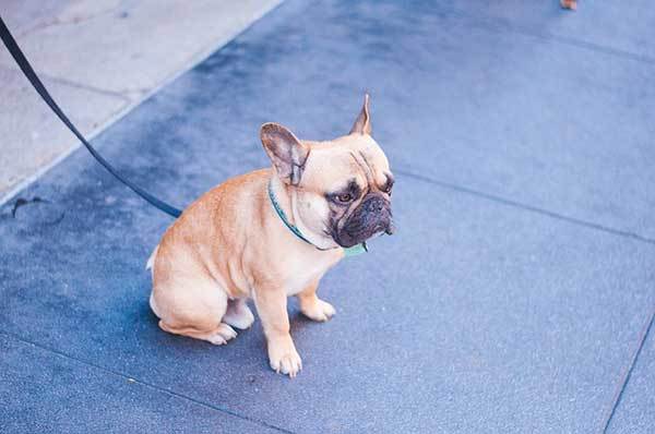 how to train your dog to sit