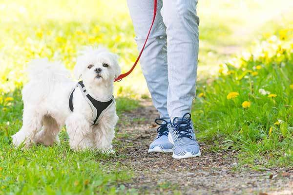 dog on leash with his owner