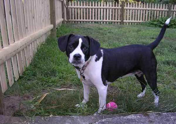 beagle terrier mix