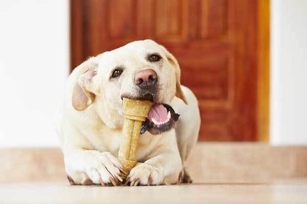 Best Bones to Clean Dogs Teeth