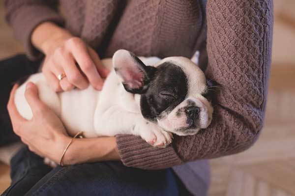 How to Get A Puppy to Sleep through the Night