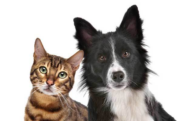 How Stop Dog Aggression towards Cats
