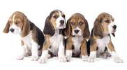 All About the Boston Terrier Beagle Mix (Boglen Terrier)