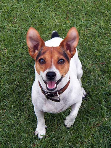 Beautiful Jack Russel Dog