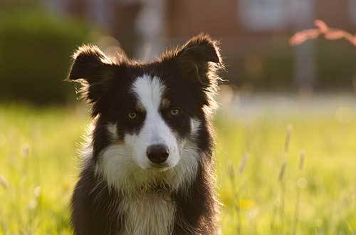 border collie history