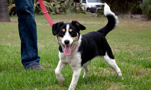 collie and jack russell mix