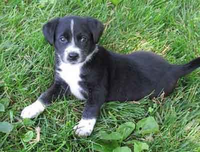 border collie jack russell mix puppy