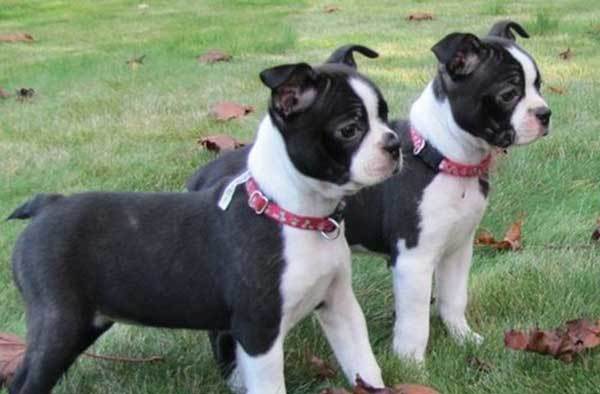 Boston terrier Boxer mix